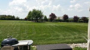 Green Grass After Yard Maintenance in Arlington, VA